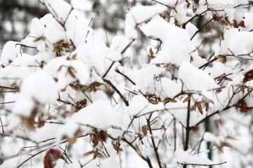 雪景