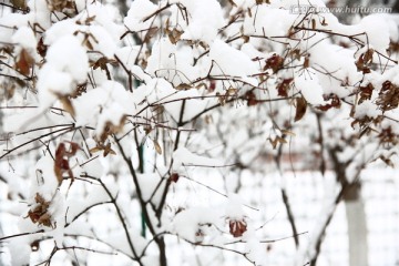 雪景