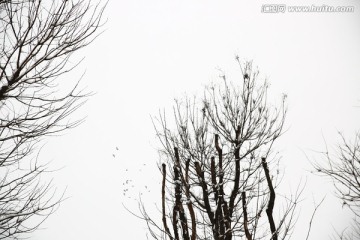 雪景