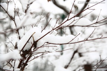 雪景
