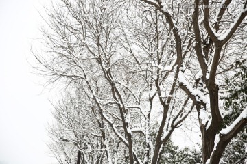 雪景
