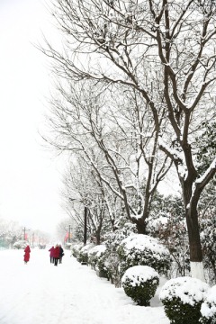 雪景