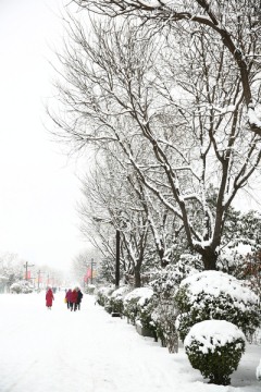 雪景