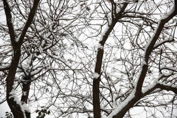 雪景