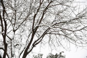 雪景