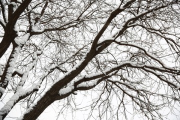 雪景