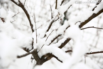 雪景