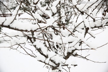 雪景