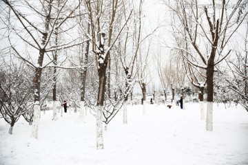 雪景