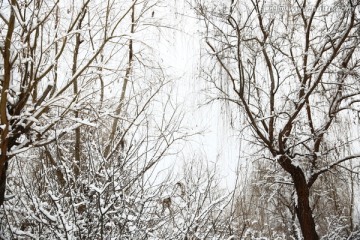 雪景