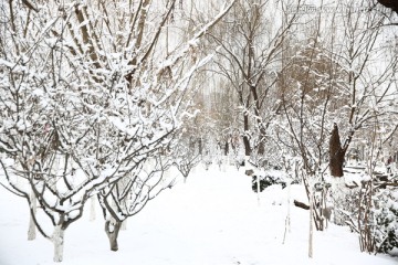 雪景