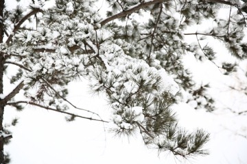 雪景