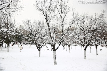 雪景