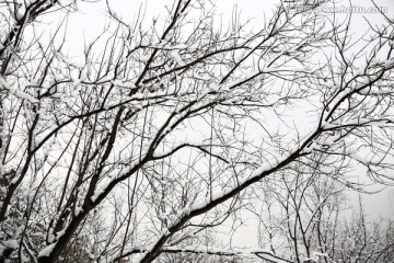 雪景