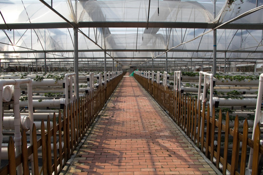 现代农业草莓蔬菜大棚种植