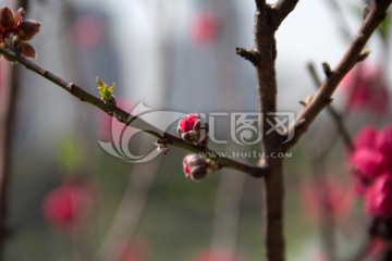 春天桃花