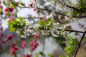 春回大地桃花枝李花枝