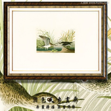 高清鸟类油画 画廊品质