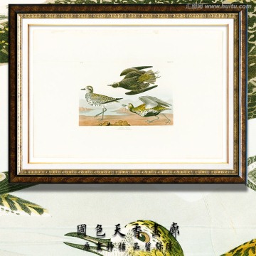 高清鸟类油画 画廊品质