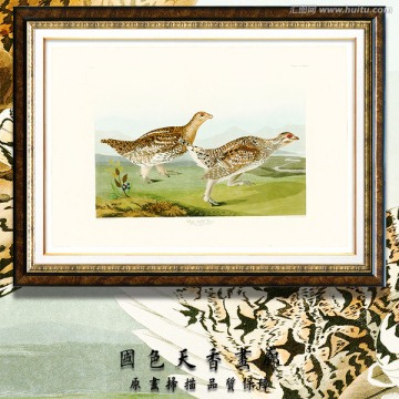 鸟类油画 高清扫描图片