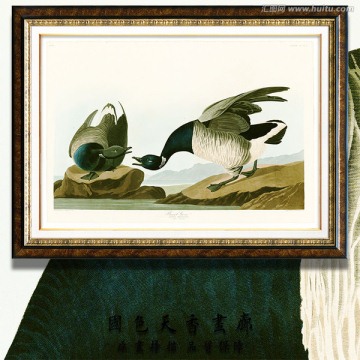 鸟类油画 高清扫描图片