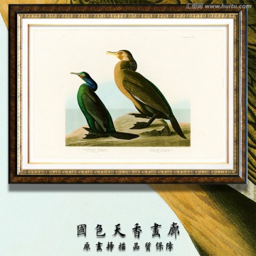 鱼鹰 鸟类圣经 高清扫描图片