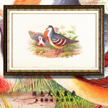 高清欧式手绘鸟类 画廊品质