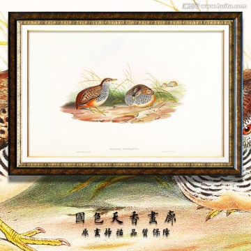 高清鸟类水彩装饰画 画廊品质