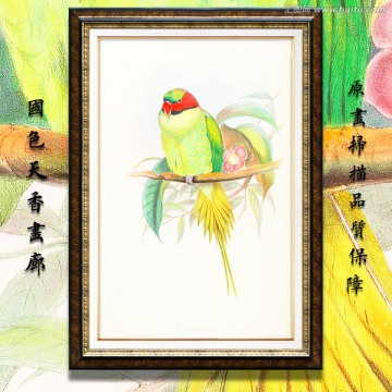 鹦鹉 古典花鸟油画 画廊品质