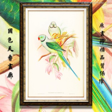 鹦鹉 古典花鸟油画 画廊品质