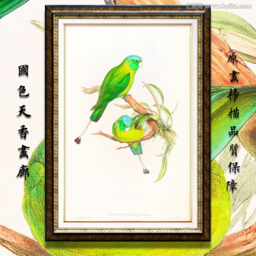 鹦鹉 古典花鸟油画 画廊品质