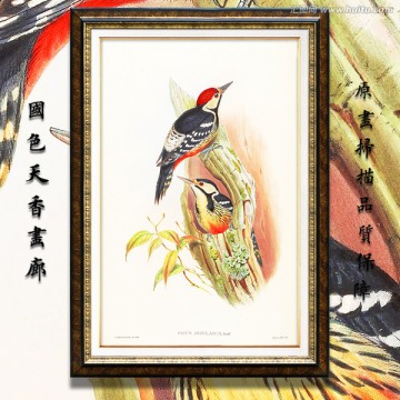 啄木鸟 古典花鸟油画 画廊品质