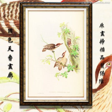 花鸟装饰画无框画 高清品质