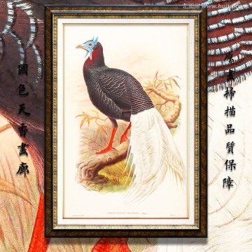 五彩羽毛 鸟类油画 高清品质