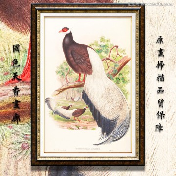 五彩羽毛 鸟类油画 高清品质