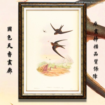 燕子 鸟类绘画