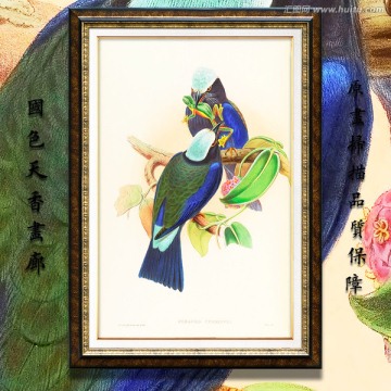 鸟类装饰画 高清品质
