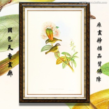 花鸟 画廊高清品质