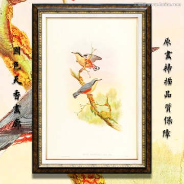 手绘花鸟 画廊品质