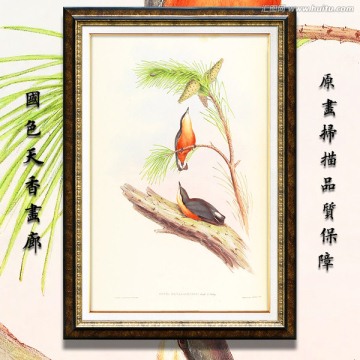 手绘花鸟 画廊品质