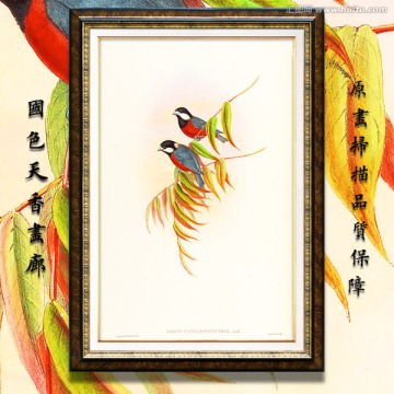 手绘花鸟 画廊品质