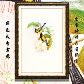 手绘花鸟 画廊品质