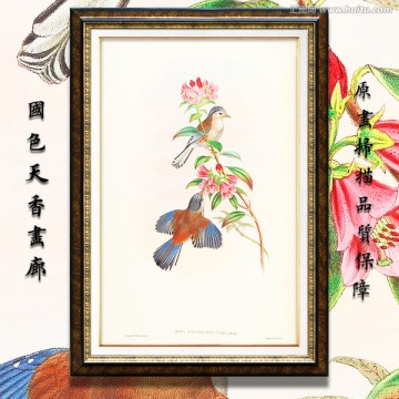 唯美花鸟绘画 画廊品质