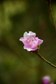 梅花