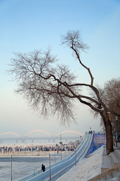 冬树