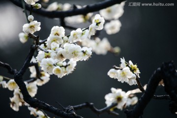 梅花 花 花卉