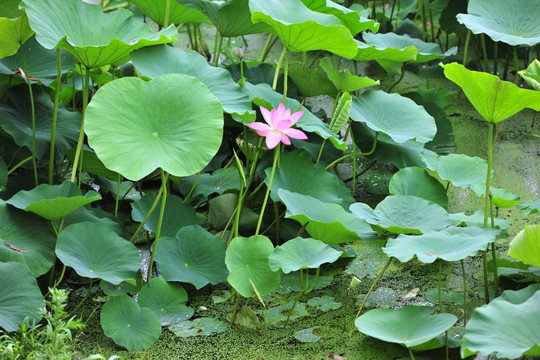 荷花池