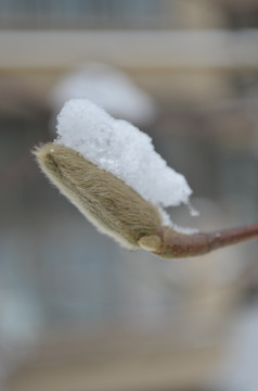 雪压树芽