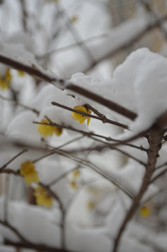 白雪黄梅