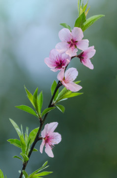 开放的桃花